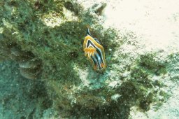 Pyjamaschnecke (Chromodoris quadricolor)